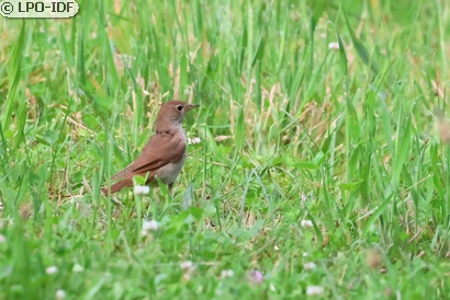 Rossignol philomèle