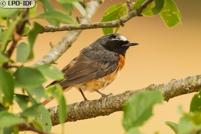 Rougequeue à front blanc