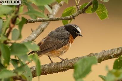 Rougequeue à front blanc
