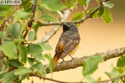 Rougequeue à front blanc
