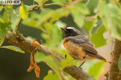 Rougequeue à front blanc
