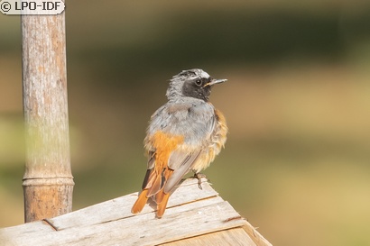 Rougequeue à front blanc