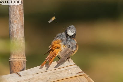 Rougequeue à front blanc