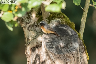 Rougequeue à front blanc