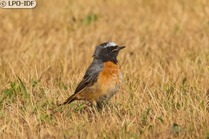 Rougequeue à front blanc