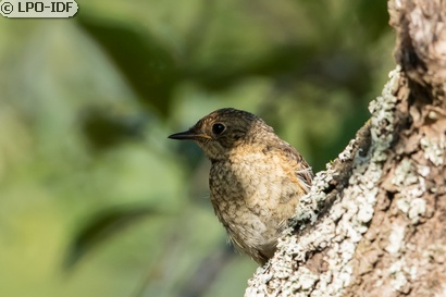 Rougequeue à front blanc