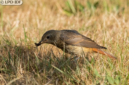Rougequeue à front blanc
