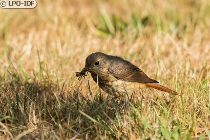 Rougequeue à front blanc