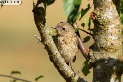 Rougequeue à front blanc