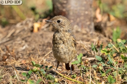 Rougequeue à front blanc