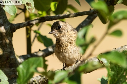 Rougequeue à front blanc