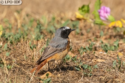Rougequeue à front blanc