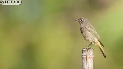 Rougequeue à front blanc