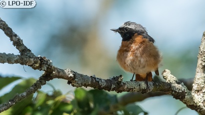 Rougequeue à front blanc