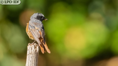 Rougequeue à front blanc