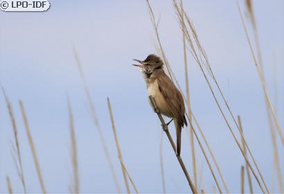 Rousserolle turdoïde