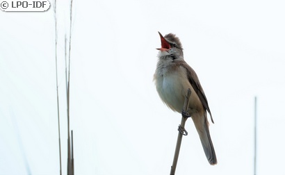 Rousserolle turdoïde