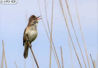 Rousserolle turdoïde