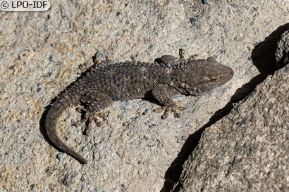 Tarente de Maurétanie