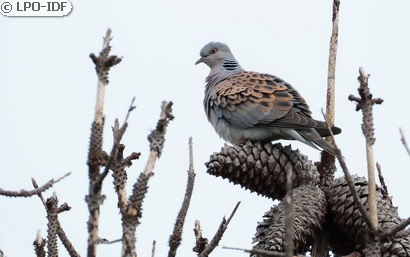 Tourterelle des bois
