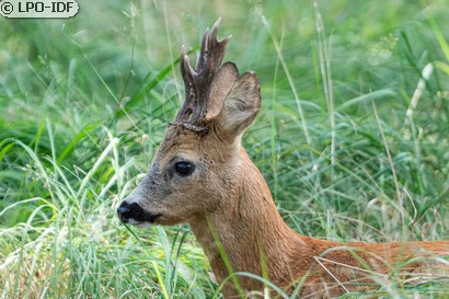 Chevreuil