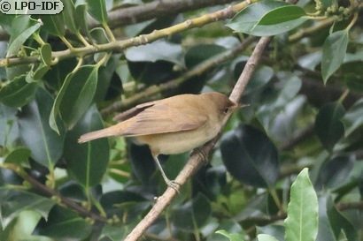 Rousserolle effarvatte