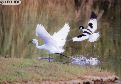 Avocette élégante