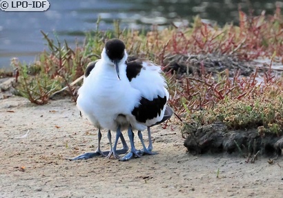 Avocette élégante