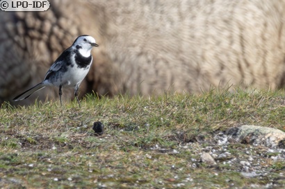 Bergeronnette de Yarrell
