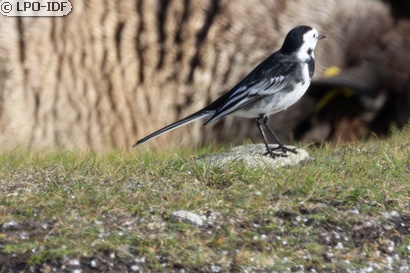 Bergeronnette de Yarrell