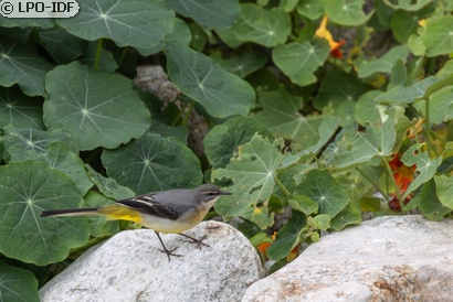 Bergeronnette des ruisseaux