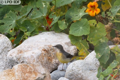 Bergeronnette des ruisseaux
