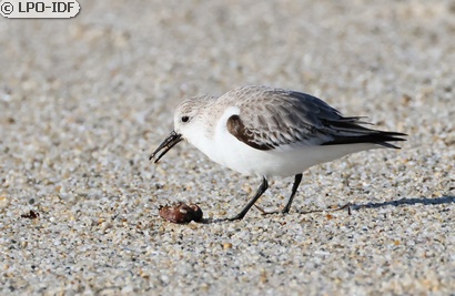 Bécasseau sanderling