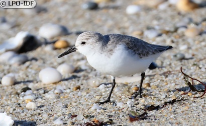 Bécasseau sanderling