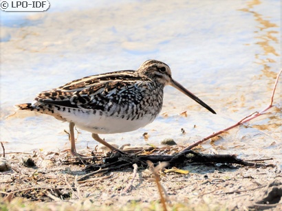 Bécassine des marais