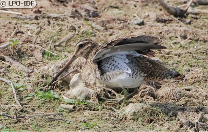 Bécassine des marais
