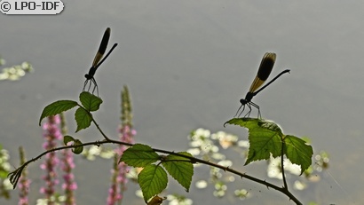 Caloptéryx éclatant