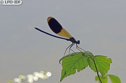 Caloptéryx éclatant