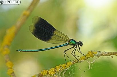 Caloptéryx éclatant