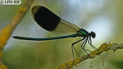 Caloptéryx éclatant