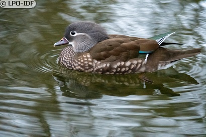 Canard mandarin