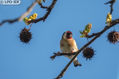 Chardonneret élégant