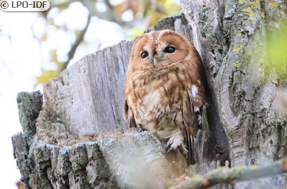 Chouette hulotte