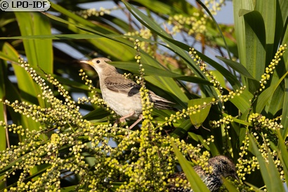 Etourneau roselin