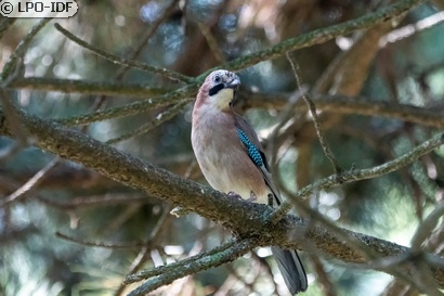 Geai des chênes