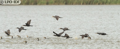 Grand Cormoran