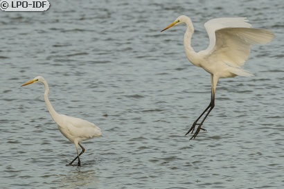 Grande Aigrette
