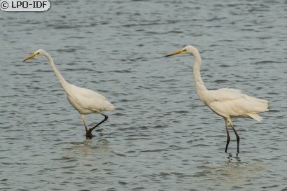 Grande Aigrette