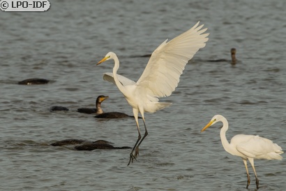 Grande Aigrette
