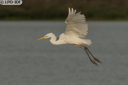Grande Aigrette
